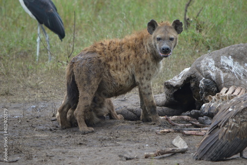 Hyäne beim Fressen eines Elefantenkadavers
