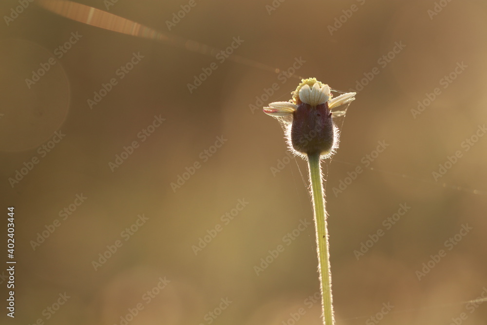 Close up grass flowers on sunlight in the morning Close up grass flowers on sunlight in the morning