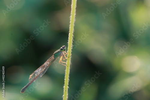 Close up tiny Dragonfly on grass branch in the field