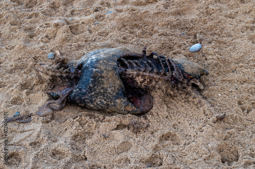 A decomposed seal carcass on a Norfolk beach