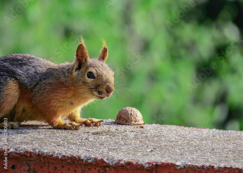 The squirrel and walnut on stone wall.