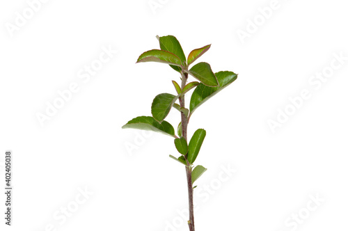 branch with green leaves isolated on white background