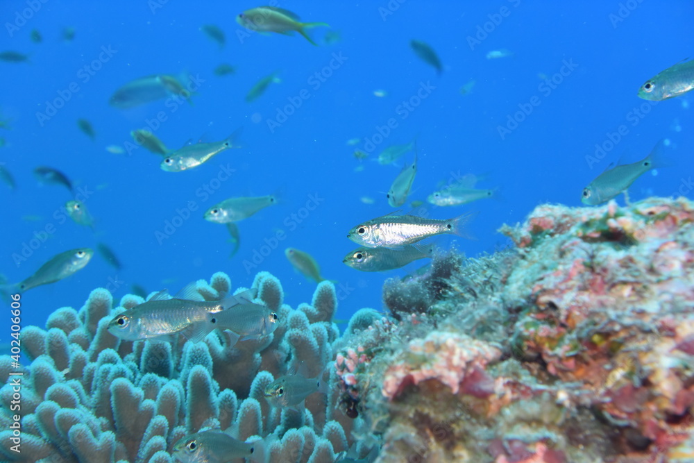 奄美大島 No.18 小魚 奄美大島 No.18 小魚