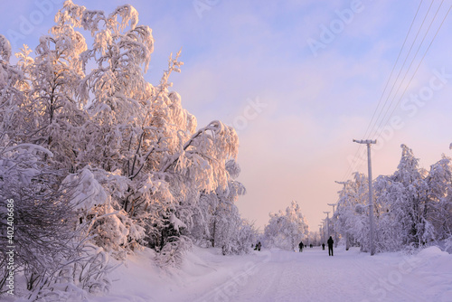 The landscape of a dazzlingly bright snow forest. Beautiful snowy winter forest scene. Winter snow forest view.