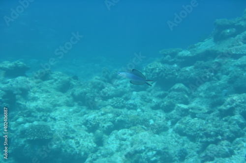 奄美大島 No.18 ダイビング 珊瑚礁