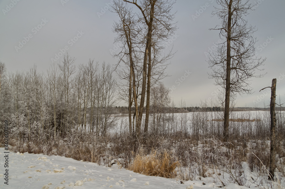 Bare Trees by Astotin Lake in Winter Bare Trees by Astotin Lake in Winter