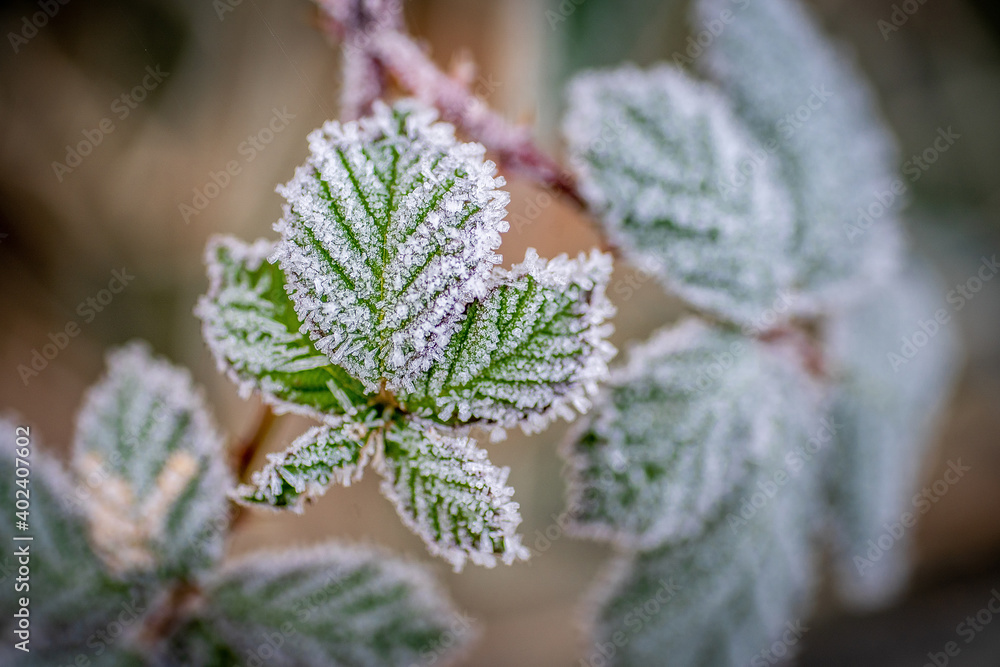 Plantes au petit matin avec leurs couverture de givre. Plantes au petit matin avec leurs couverture de givre.
