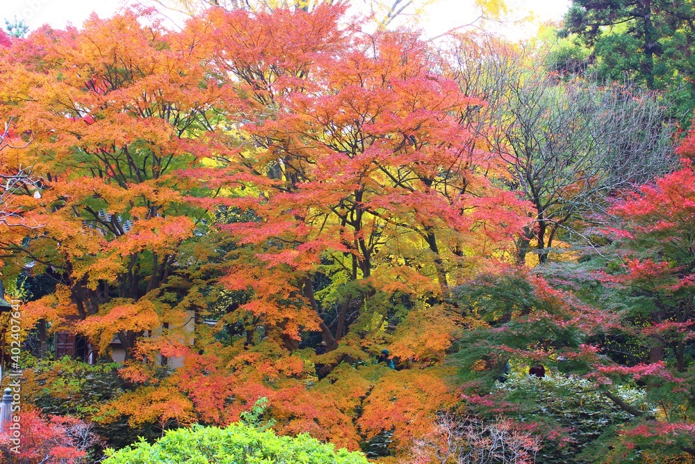 三渓園(横浜市中央区・本牧）　　 　　　三渓園は実業家で茶人である原三渓により造られた日本庭園。起伏を活かした庭園の中に重要文化財に指定された建物などが、風情ある景観を生み出している。