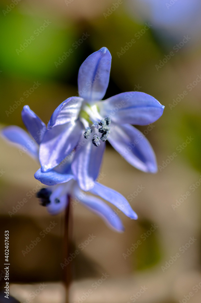 Close-up of delicate blue snowdrops scilla flowers in the forest Close-up of delicate blue snowdrops scilla flowers in the forest