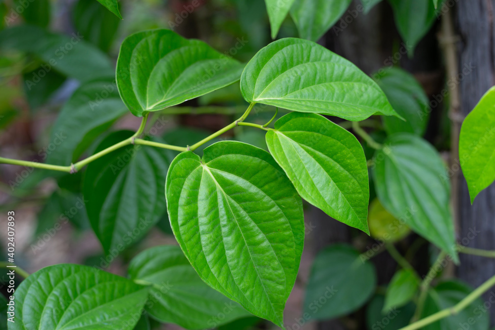 Fresh green leaves of betel plant growing in graden Fresh green leaves of betel plant growing in graden