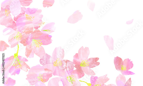 Watercolor background illustration of cherry blossoms