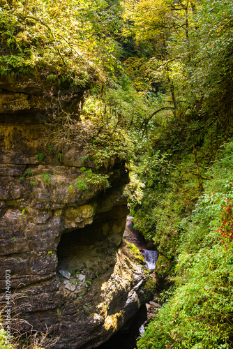 Autumn creek closeup panorama with trees and foliage on rocks in forest with tree branches