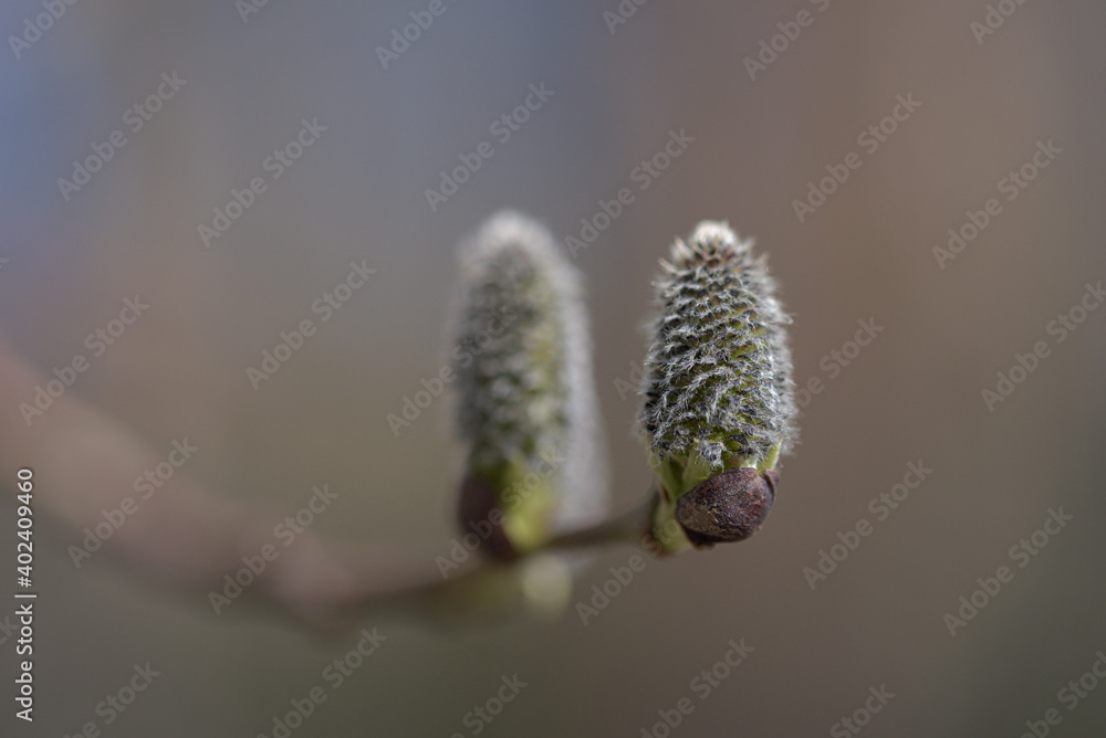Two catkins on a branch against blurred brown background in the spring Two catkins on a branch against blurred brown background in the spring