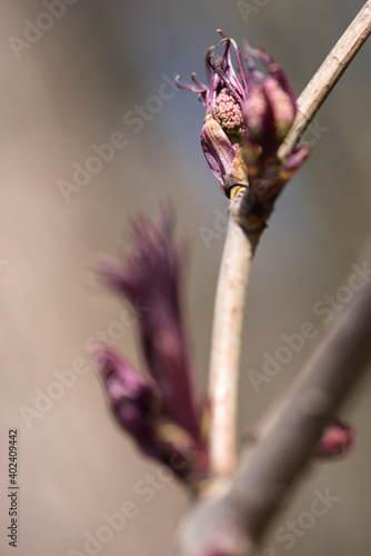 Purple leaves on a branch in the spring