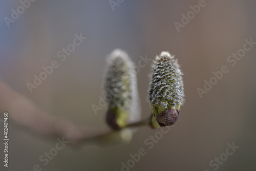 Two catkins on a branch against blurred brown background in the spring