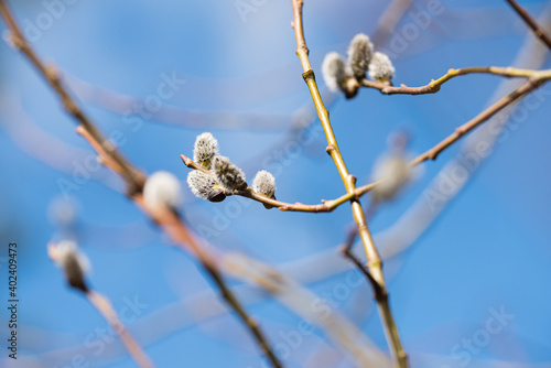 Catkins on a willow branch against blue sky in the spring
