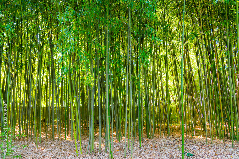 Bamboo thickets in a city park Bamboo thickets in a city park