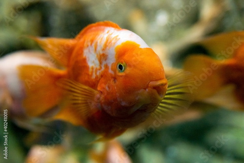Big colorful Koi carp fish in a aquarium