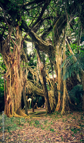 Huge curtain fig tree on Hamahiga Island in Okinawa, Japan photo