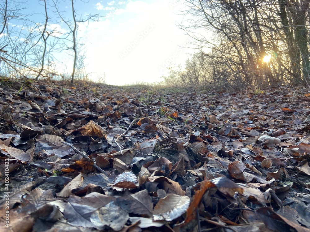 Carpet from fallen leaves on the ground at sunset