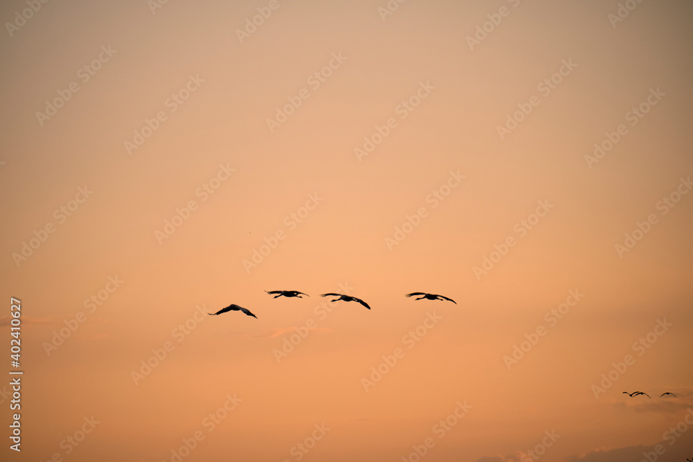 Kranich, Grus grus, Grauer Kranich, Eurasischer Kranich im Abendlicht Kranich, Grus grus, Grauer Kranich, Eurasischer Kranich im Abendlicht