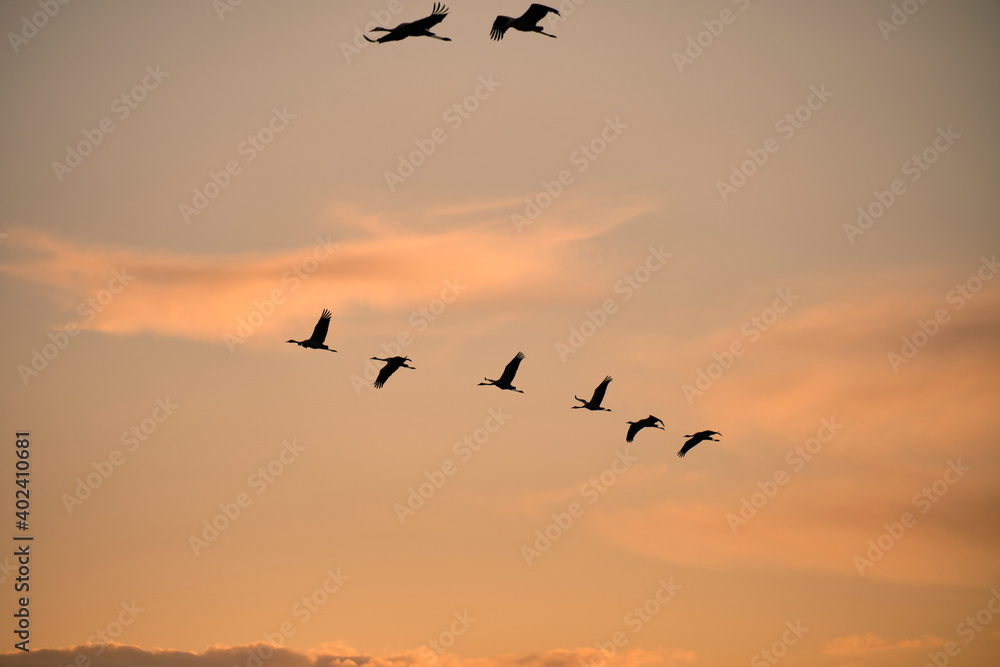 Fototapeta premium Kranich, Grus grus, Grauer Kranich, Eurasischer Kranich im Abendlicht