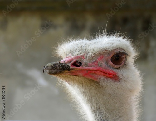 Portrait of an ostrich, close up of an ostrich, ostrich Eye.