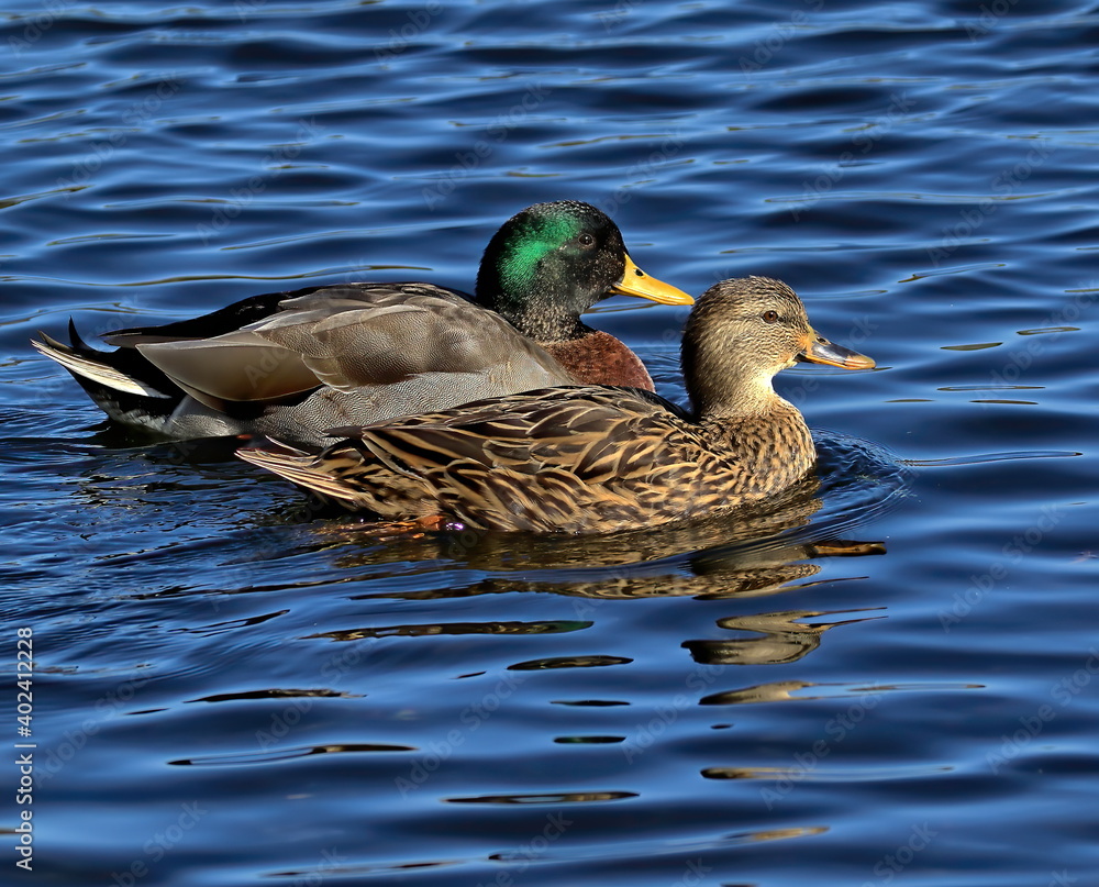 Obraz premium A mated pair of mallard ducks.