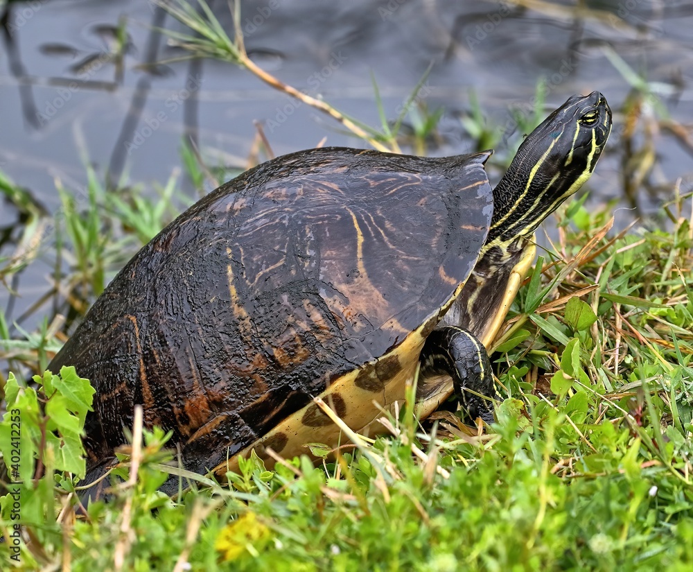 A Coastal plain cooter sunning itself on the bank. Pseudemys floridana. A Coastal plain cooter sunning itself on the bank. Pseudemys floridana.