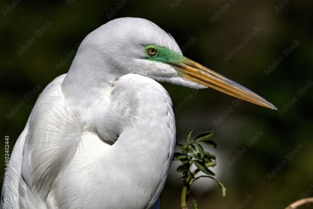 Head shot of a Great egret in mating colors of a green lore. Head shot of a Great egret in mating colors of a green lore.