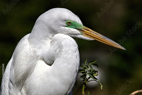Head shot of a Great egret in mating colors of a green lore.