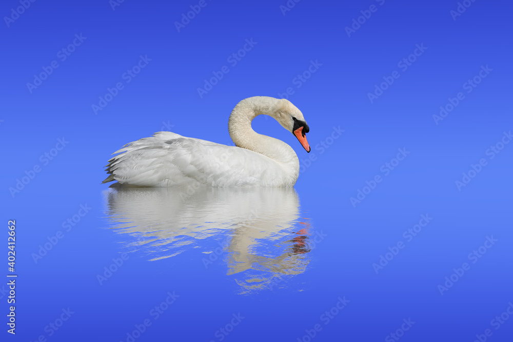 Obraz premium Swan isolated on a blue surface.