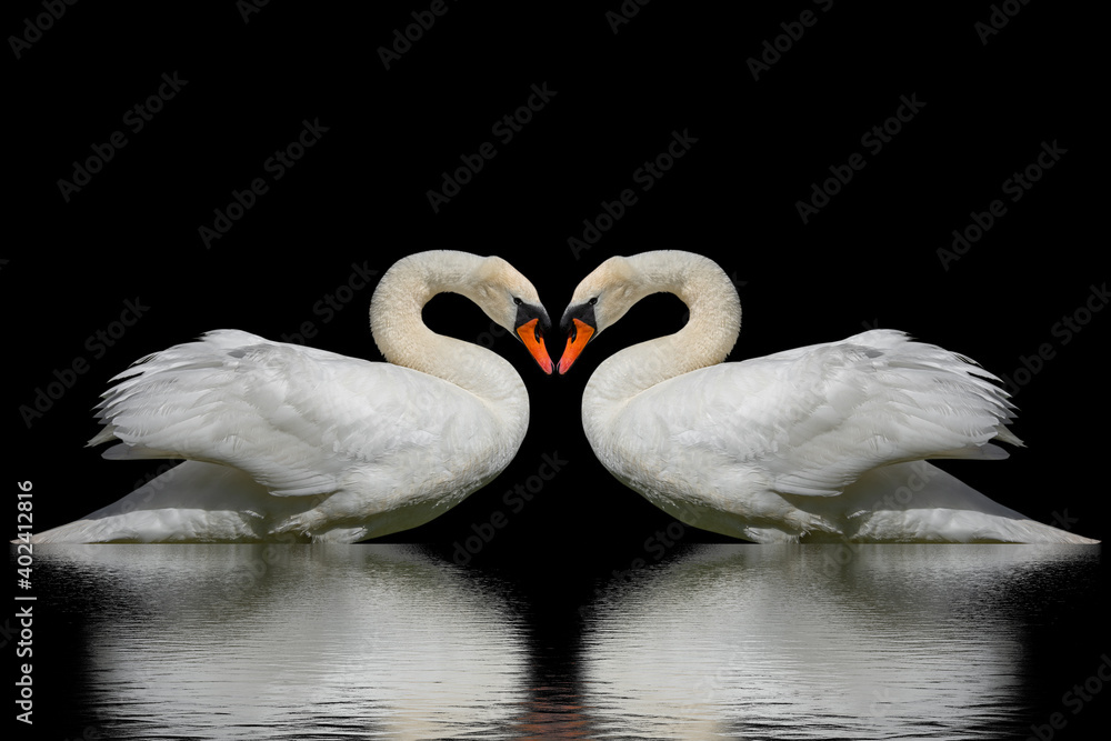 Obraz premium Swans on a black surface.