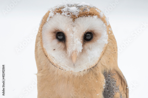Extreme closeup of Barn owl under snowfall (Tyto alba)
