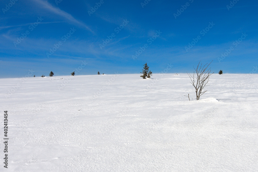 Snowy mountain peak with bush growing in freeze icy snow cover