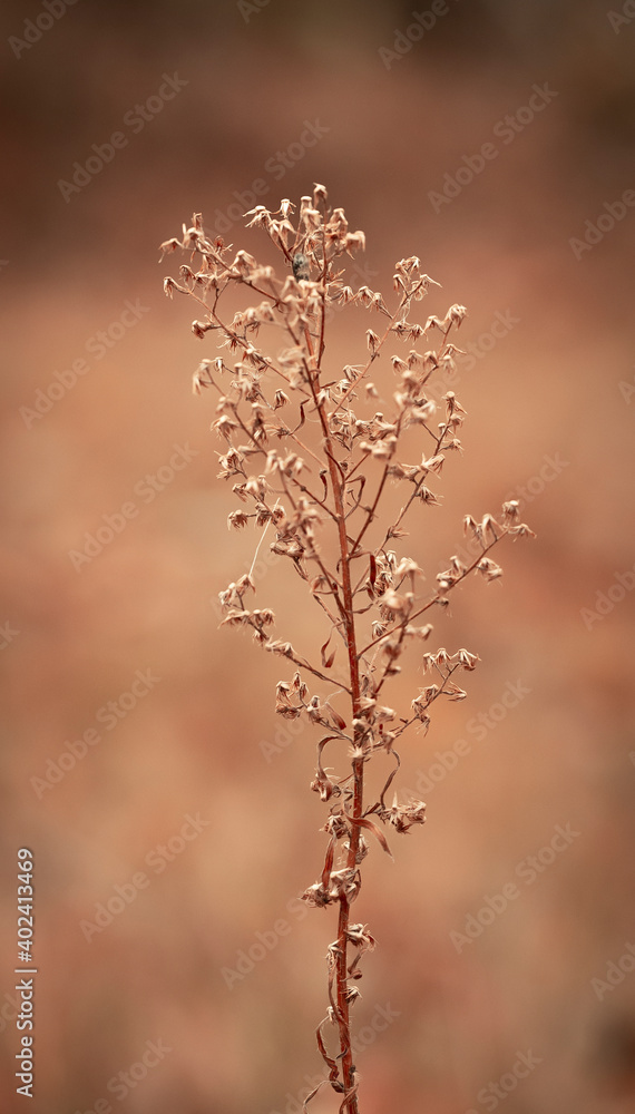 A lone plant on a blurry background. Light autumn background of coffee tinting A lone plant on a blurry background. Light autumn background of coffee tinting
