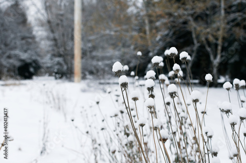 Dried flowers covered with white snow