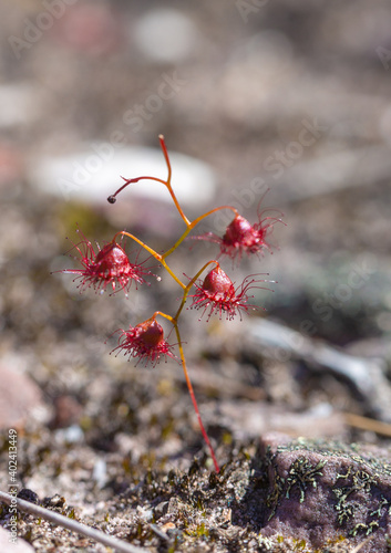 leaves of the carnivorous plant Drosera huegelii var.var. philmaniana in the Stirling Range, north of Albany in Western Australia photo