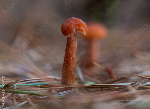 mushrooms in the forest