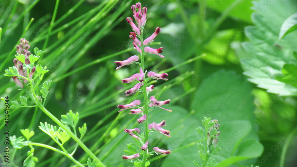 Fumaria officinalis Fumaria officinalis