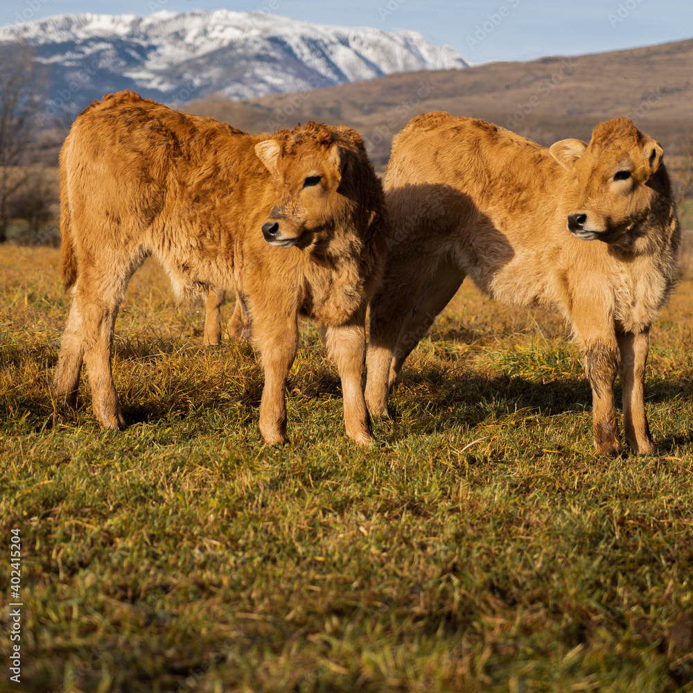 Calves by the mountains Calves by the mountains