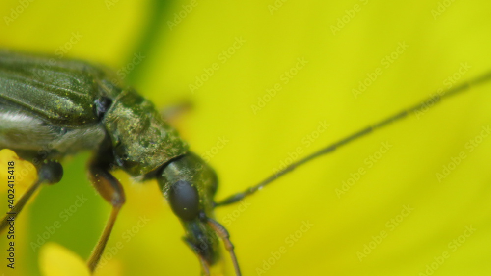 Naklejka premium Oedemera nobilis
