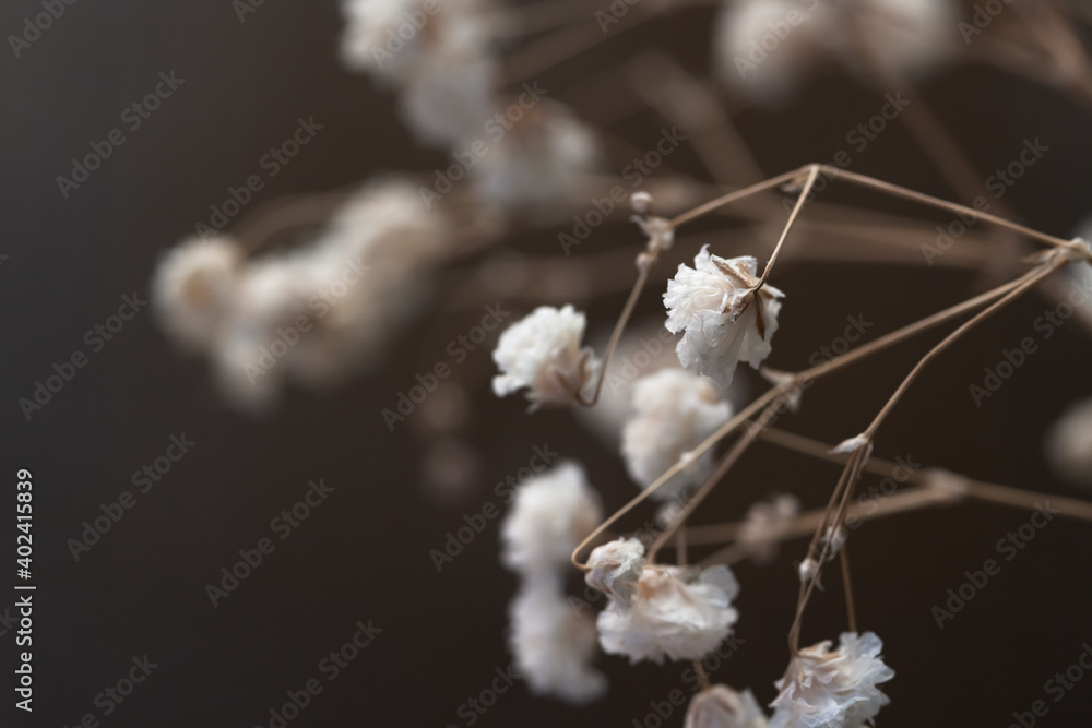 Gypsophila delicate romantic dry little white flowers wedding lovely bouquet on brown background macro Gypsophila delicate romantic dry little white flowers wedding lovely bouquet on brown background macro