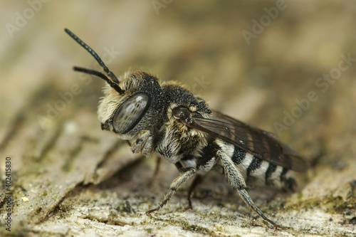 Cuckoo-leaf-cutter Bees are cleptoparasites on other bees in the Megachilidae family. They males (like this one) are difficult to identify to the species level