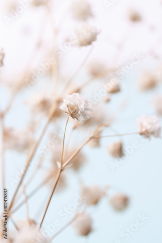 Gypsophila delicate romantic dry little white flowers on light blue bokeh natural background vertical macro