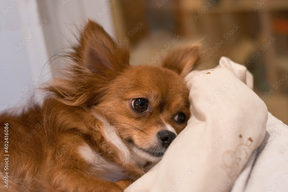 The dog is lying on the bed. Red-haired Chihuahua. Dog. White blanket. Pet. The dog is lying on the bed. Red-haired Chihuahua. Dog. White blanket. Pet.