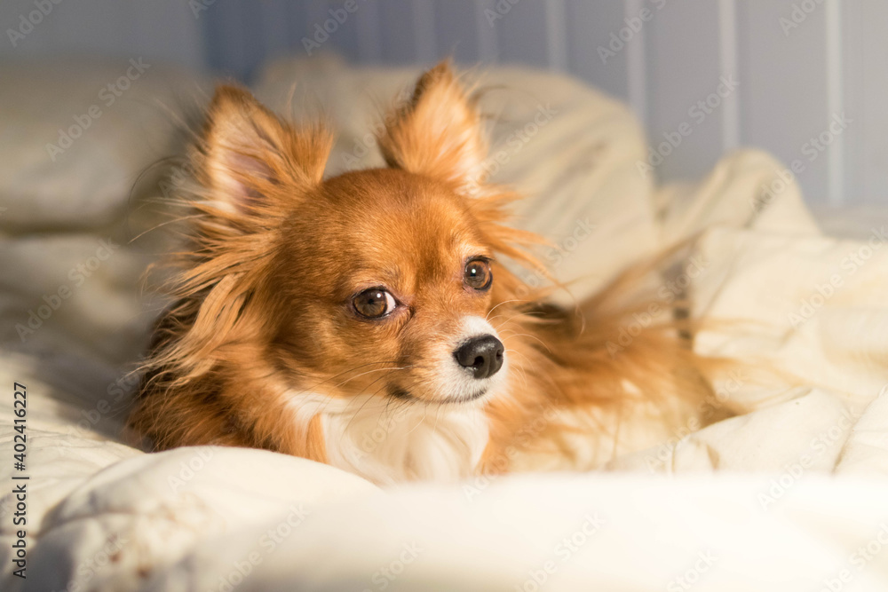 The dog is lying on the bed. Red-haired Chihuahua. Dog. White blanket. Pet. The dog is lying on the bed. Red-haired Chihuahua. Dog. White blanket. Pet.