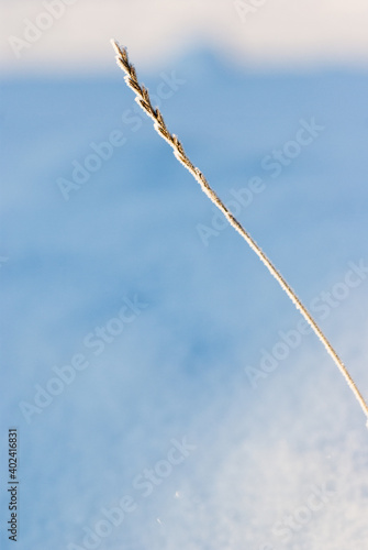 Frozen blade of grass and snow