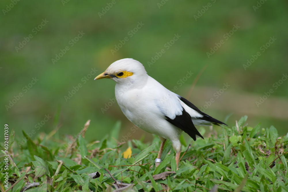 The black winged starling, Acridotheres melanopterus is a species of starling in the family Sturnidae
The black winged starling, Acridotheres melanopterus is a species of starling in the family Sturnidae