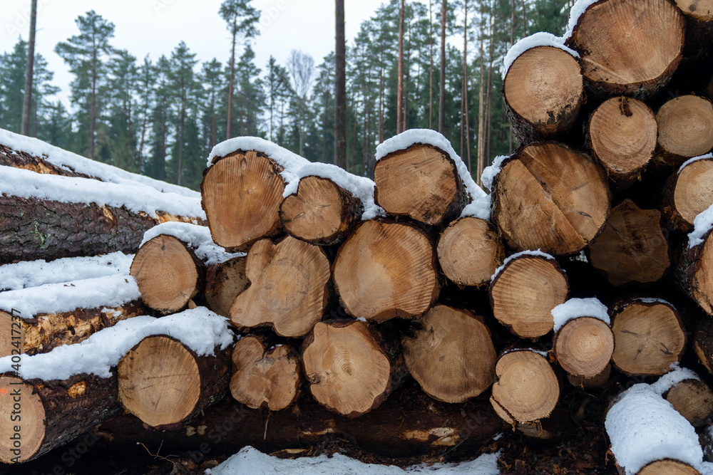 Snowy pine logs stack in winter forest area. Genetic forest management stage – deforestation. Nature save, environment sustainability concept. Snowy pine logs stack in winter forest area. Genetic forest management stage – deforestation. Nature save, environment sustainability concept.
